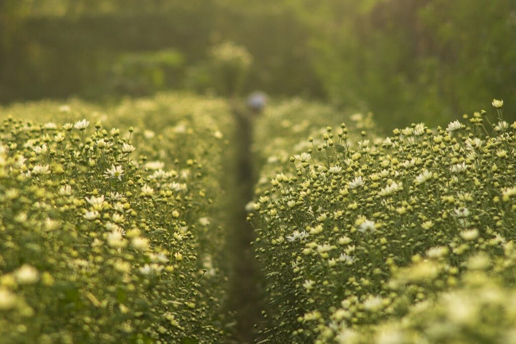 flowers, bloom, botany-7012876.jpg