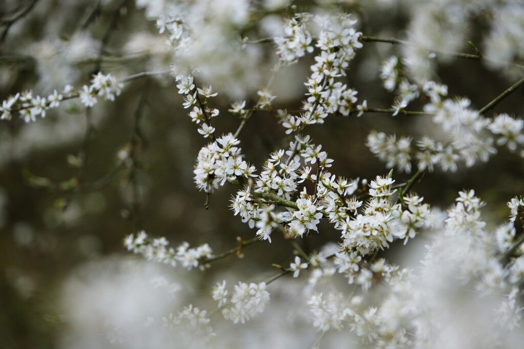 tree blossoms, blooms, spring-7022041.jpg