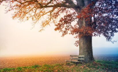 tree, park bench, autumn-6792528.jpg